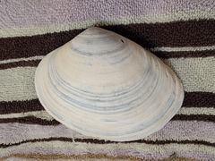 Mactromeris catilliformis