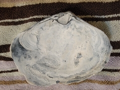 Mactromeris catilliformis