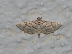 Hileithia rehamalis