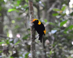 Sericulus chrysocephalus