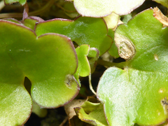 Septoria cymbalariae