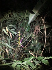 Heliconia aemygdiana