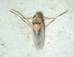 Anisops