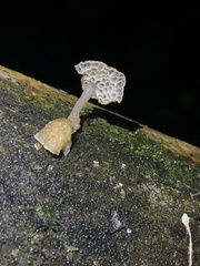 Favolaschia