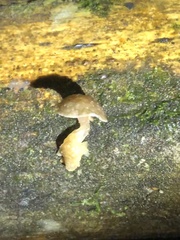 Favolaschia