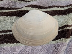 Mactromeris catilliformis