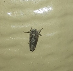 Dixianus utahnus