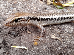 Concinnia tenuis
