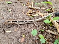 Concinnia tenuis