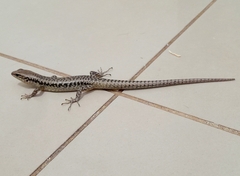 Concinnia tenuis