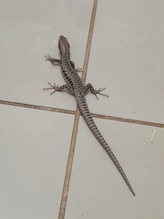 Concinnia tenuis