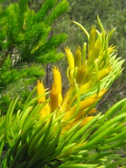 Persoonia acerosa