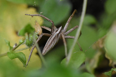 Chiasmopes