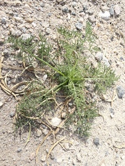 Chaenactis carphoclinia