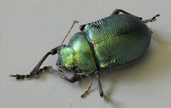 Colasposoma tarsale