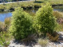 Pittosporum eugenioides