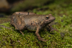 Berdmore's Chorus Frog photo 2