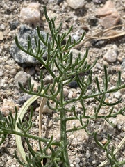 Chaenactis carphoclinia