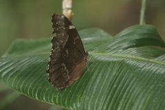 Morpho menelaus