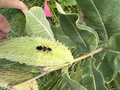 Oncopeltus fasciatus