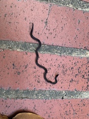 Pseudorabdion longiceps