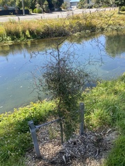 Sophora microphylla