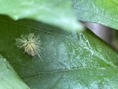Scolypopa
