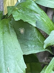 Scolypopa
