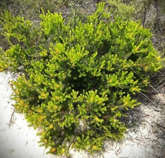 Persoonia acerosa