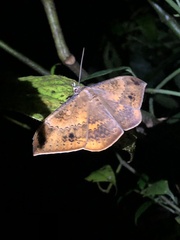 Hemeroblemma opigena