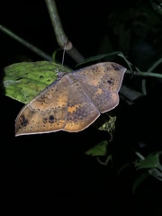 Hemeroblemma opigena