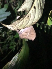 Hemeroblemma opigena