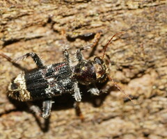 Stigmatium quadricostatum