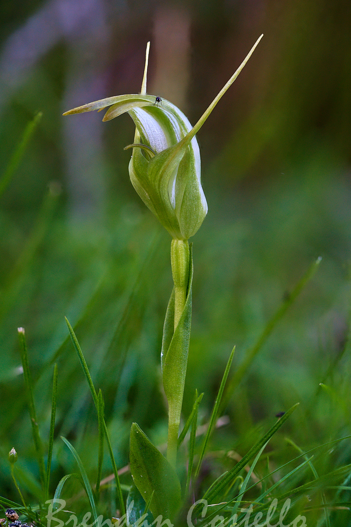Pterostylis lustra
