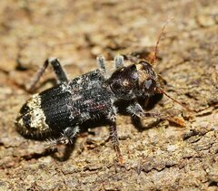 Stigmatium quadricostatum