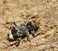 Stigmatium quadricostatum