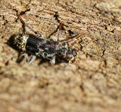 Stigmatium quadricostatum