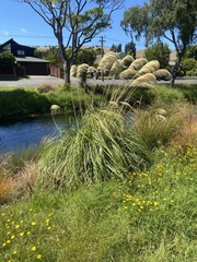 Austroderia richardii