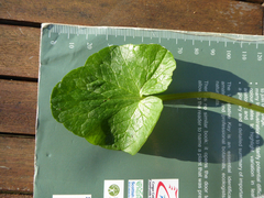 Ficaria verna ficariiformis