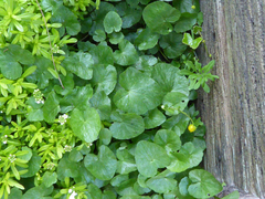 Ficaria verna ficariiformis