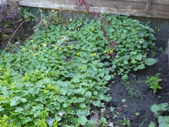 Ficaria verna ficariiformis