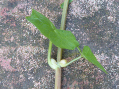 Ficaria verna ficariiformis