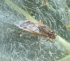 Liorhyssus