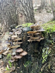 Mycena tintinnabulum