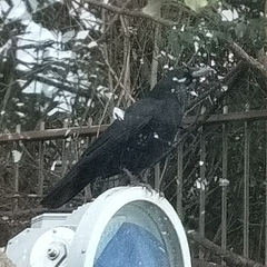 Corvus macrorhynchos japonensis