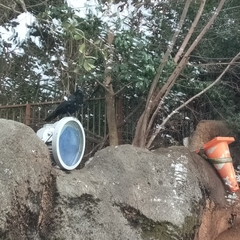 Corvus macrorhynchos japonensis