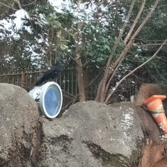 Corvus macrorhynchos japonensis