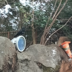 Corvus macrorhynchos japonensis