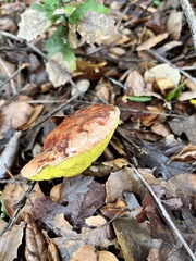 Aureoboletus