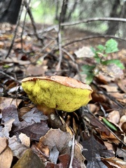 Aureoboletus